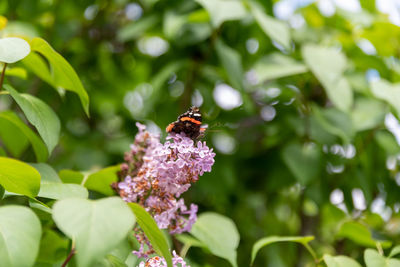 Close-up of butterfly pollinating on purple flower