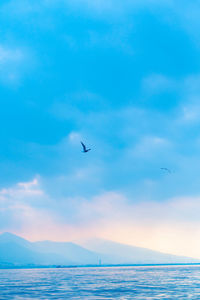 Seagull flying over sea against sky