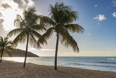 Palm tree on beach against sky