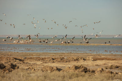 Flock of birds flying over beach