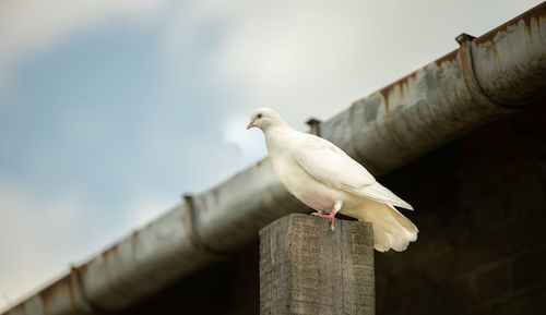 Seagull perching on wooden post against sky