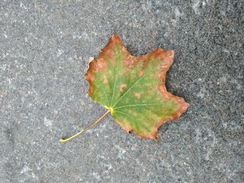 High angle view of maple leaf on street