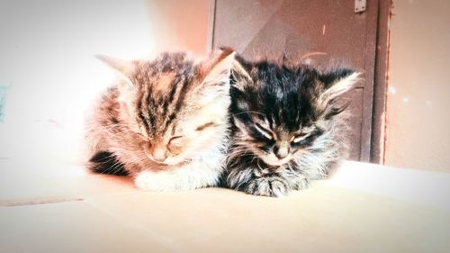 Close-up of cat sleeping at home