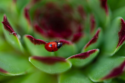 Close-up of ladybug on red flower