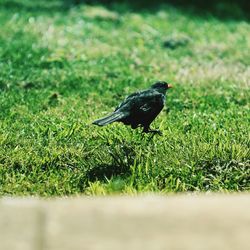 Bird perching on a field