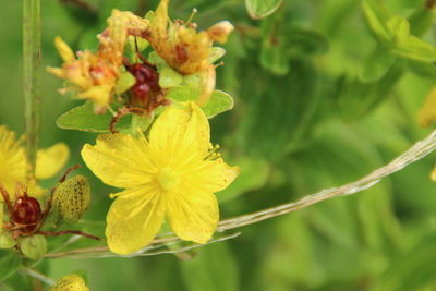 Close-up of insect on yellow flower