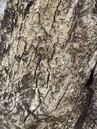 Full frame shot of tree trunk