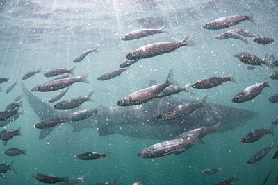High angle view of fish swimming in sea