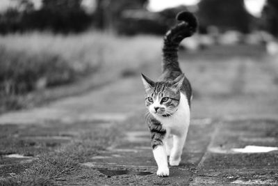 Close-up of cat walking on footpath