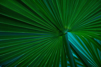 Closeup nature view of palm leaves background, dark tone concept.