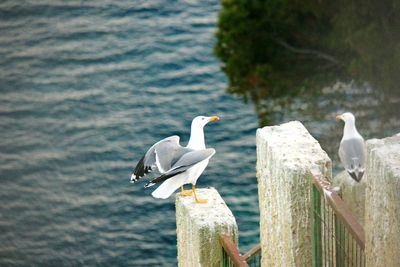 Close-up of bird perching on lake