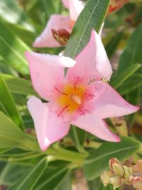 Close-up of pink flower blooming outdoors