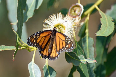 Butterfly perching on flower