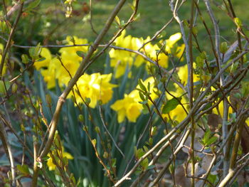 Close-up of yellow flowers