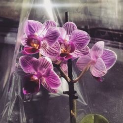 Close-up of pink orchids blooming outdoors