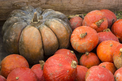 Pumpkins on the field in the countryside