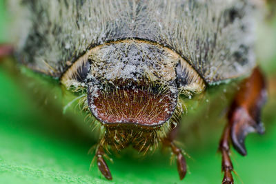 Close-up of insect