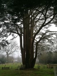 Trees in park