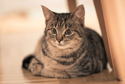 Portrait of tabby cat