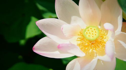 Close-up of flower blooming in park