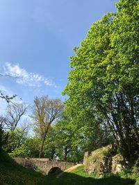 Low angle view of trees on field against sky