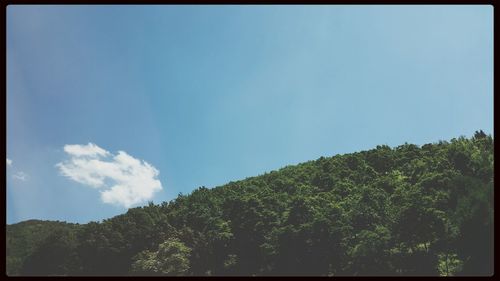 Low angle view of trees against sky