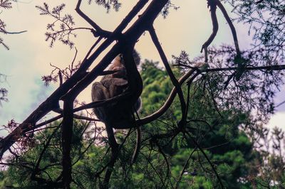 Low angle view of bird perching on branch