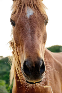 Close-up portrait of horse against sky