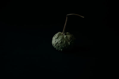 Close-up of fruit against black background