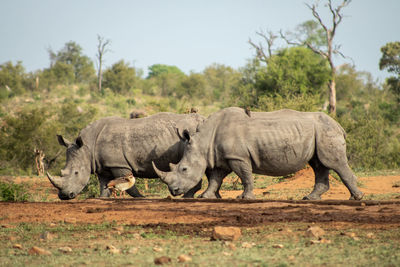 White rhino's at watering hole in africa