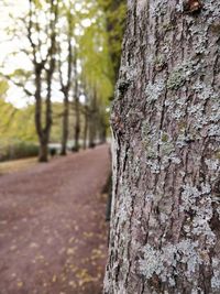 Close-up of lichen on tree trunk