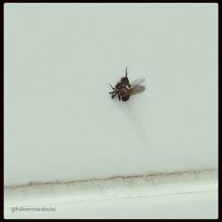 Close-up of insect on wall