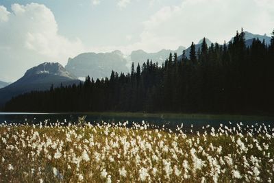 Plants growing on field against sky