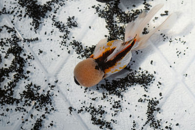 Oranda goldfish swimming in an improvised fish tank