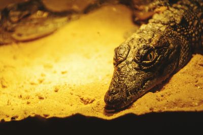 Close-up of lizard on rock