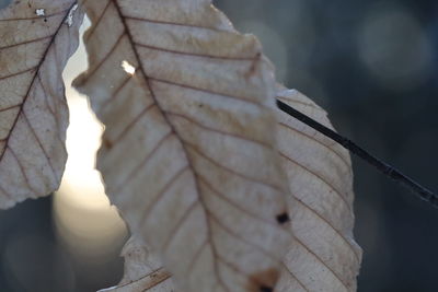 Close-up of dried leaves on snow