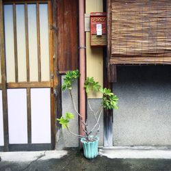 Plants growing on wall