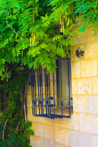 Ivy growing on wall against building