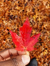 Close-up of hand holding maple leaf