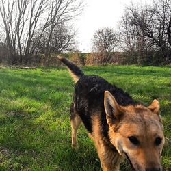 Dog standing on grassy field