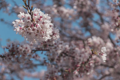 Close-up of cherry blossom tree