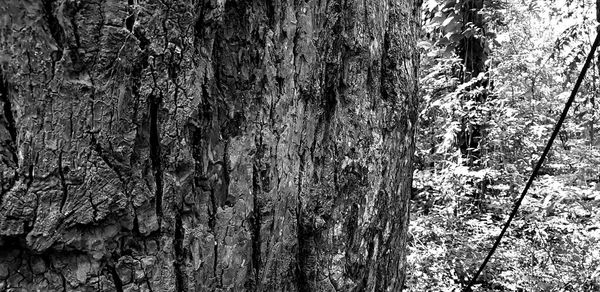 Close-up of tree trunk in forest