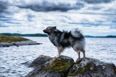 Dog standing on rock by sea against sky