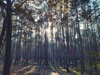 Trees in forest