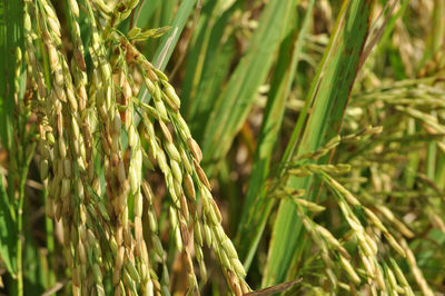 Close-up of wheat growing on field