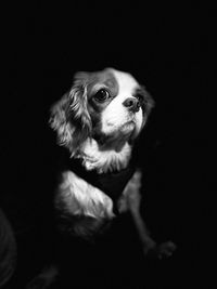 Portrait of dog looking away against black background