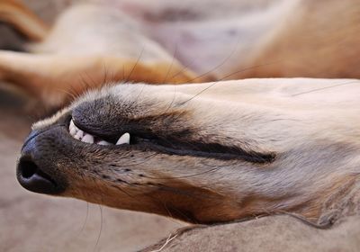 Close-up of dog sleeping