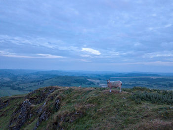 View of horse on field against sky