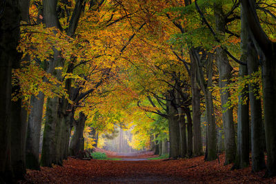 Trees in forest during autumn