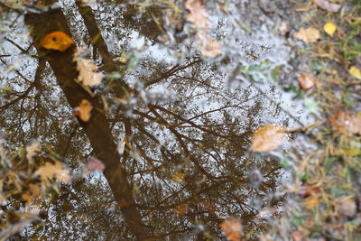 Close-up of snow on branch